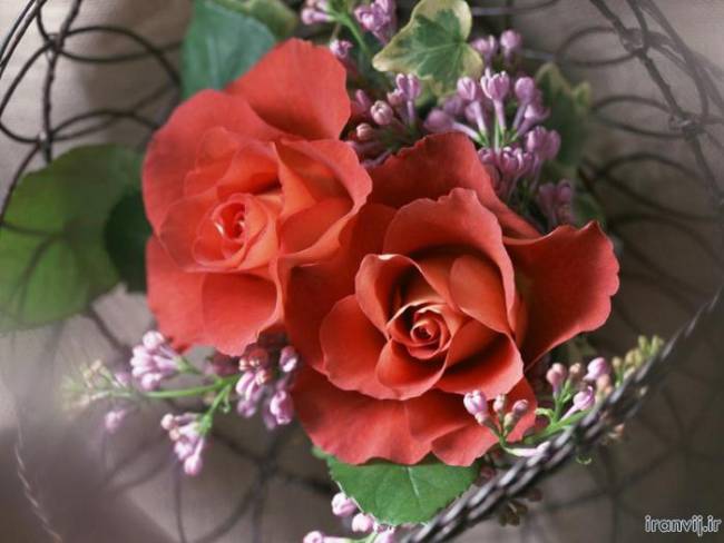 مرژانو - زیباترین دسته گل ها