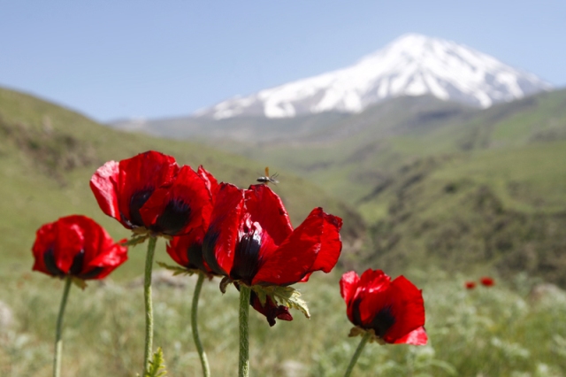 دماوند دماوند