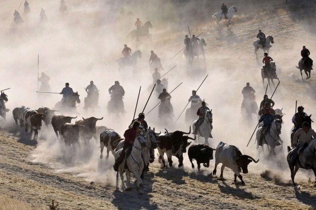 راندن گاوهای وحشی در اسپانیا