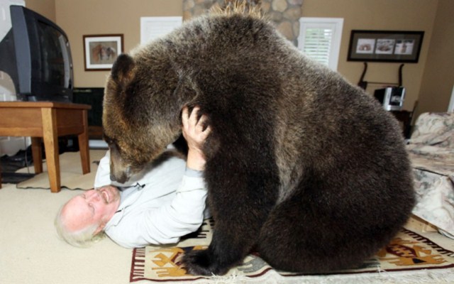 بازی یک خرس 18 ماهه در خانه صاحبانش در تورنتو کانادا
