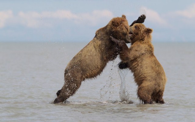 زورآزمایی دو خرس قهوه ای در دریاچه ای در آلاسکا