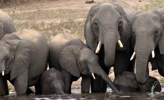 آب تنی فیل ها