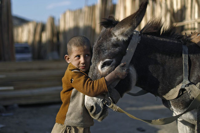 پسر بچه افغان با الاغش