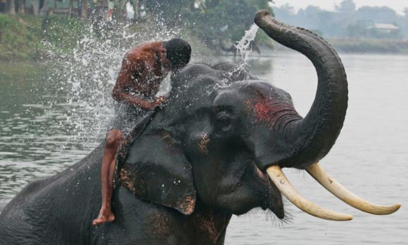 خرطوم بلند فیل هندی