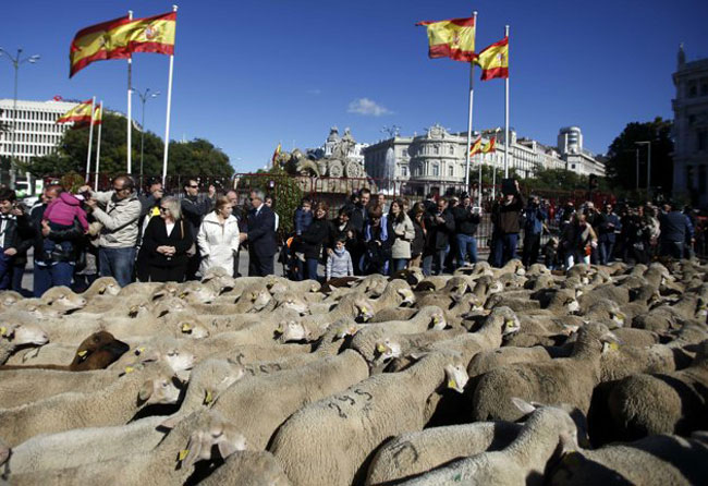 راهپیمایی گوسفندها
