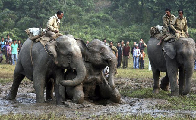 نجات فیل ها