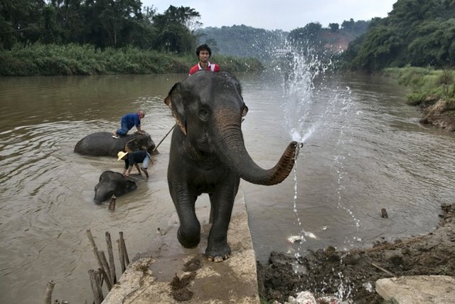 حمام فیل ها در تایلند