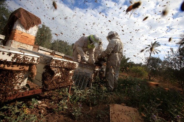 زنبورداری در غزه