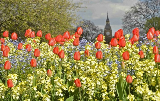 طبیعت بهاره در لندن