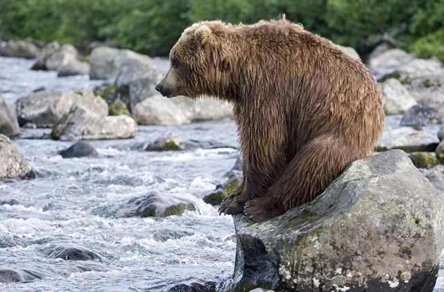 خرس در انتظار شکار ماهی