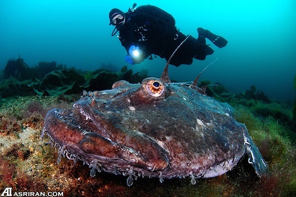 گوشه‌ای از دنیای شگفت انگیز زیر آب