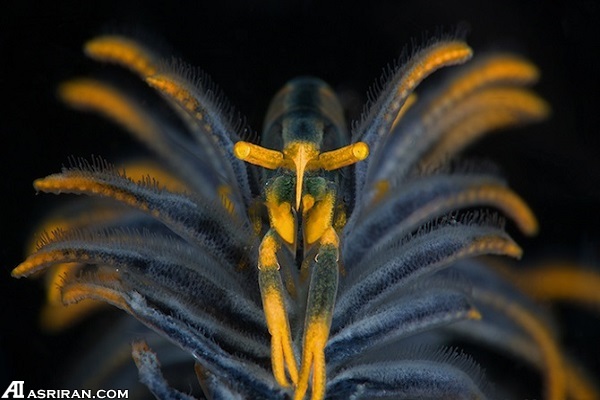 گوشه‌ای از دنیای شگفت انگیز زیر آب