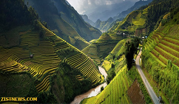مزارع جادویی برنج(عکس)