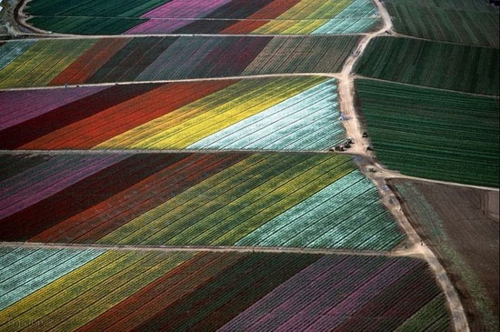 مزارع از نمای بالا (عکس)