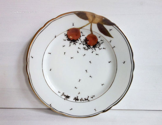 پذیرایی با ظروفی پر از مورچه! (عکس)