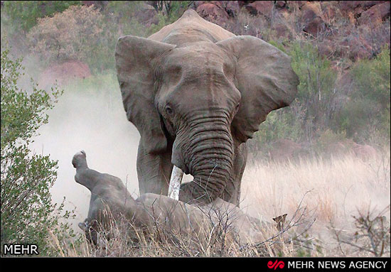 نبرد فیل و کرگدن (عکس)