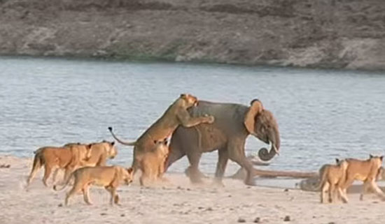 مبارزه فیل جوان با 14 شیر گرسنه (+عکس)