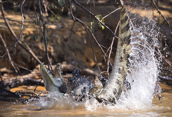 حمله برق‌ آسای پلنگ به تمساح (+عکس)