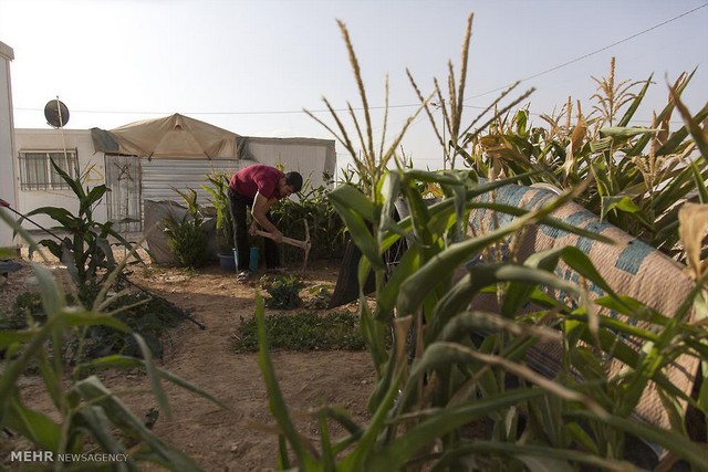 باغبانی سوری ها در اردوگاه آوارگان (عکس)