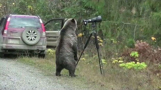 خرس کنجکاو و دوربین عکاسی! (+عکس)