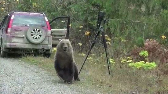 خرس کنجکاو و دوربین عکاسی! (+عکس)