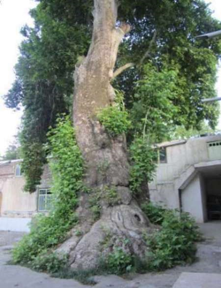 درخت 550 ساله ایرانی (+عکس)
