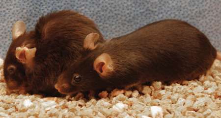 افزایش طول عمر موش ها با حذف سلول های پیر