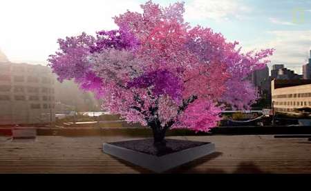 معجزه علم و طبیعت؛ درخت 40 میوه به شکوفه نشست