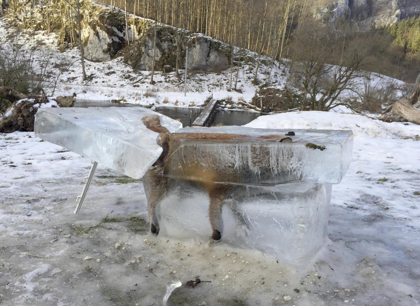 روباه یخ‌زده در آلمان؛ تصویری عجیب (عکس)