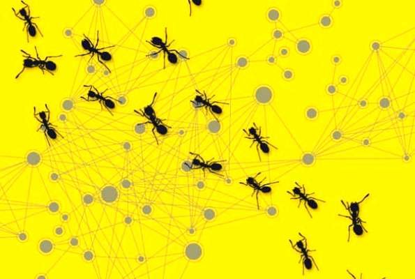 آشنایی با عملکرد شبکه‌های رایانه‌ای از روی رفتار مورچه‌ها