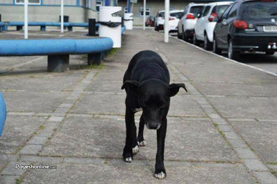 این سگ از بیمارستانی که صاحبش در آنجا فوت کرده نمی رود (فیلم)