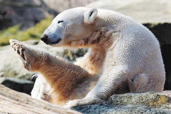 حرکات کششی خرس (عکس)