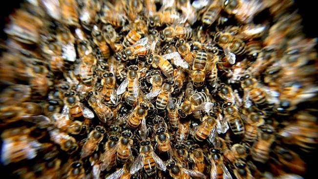 حمله هزاران زنبور به نیسان جوک