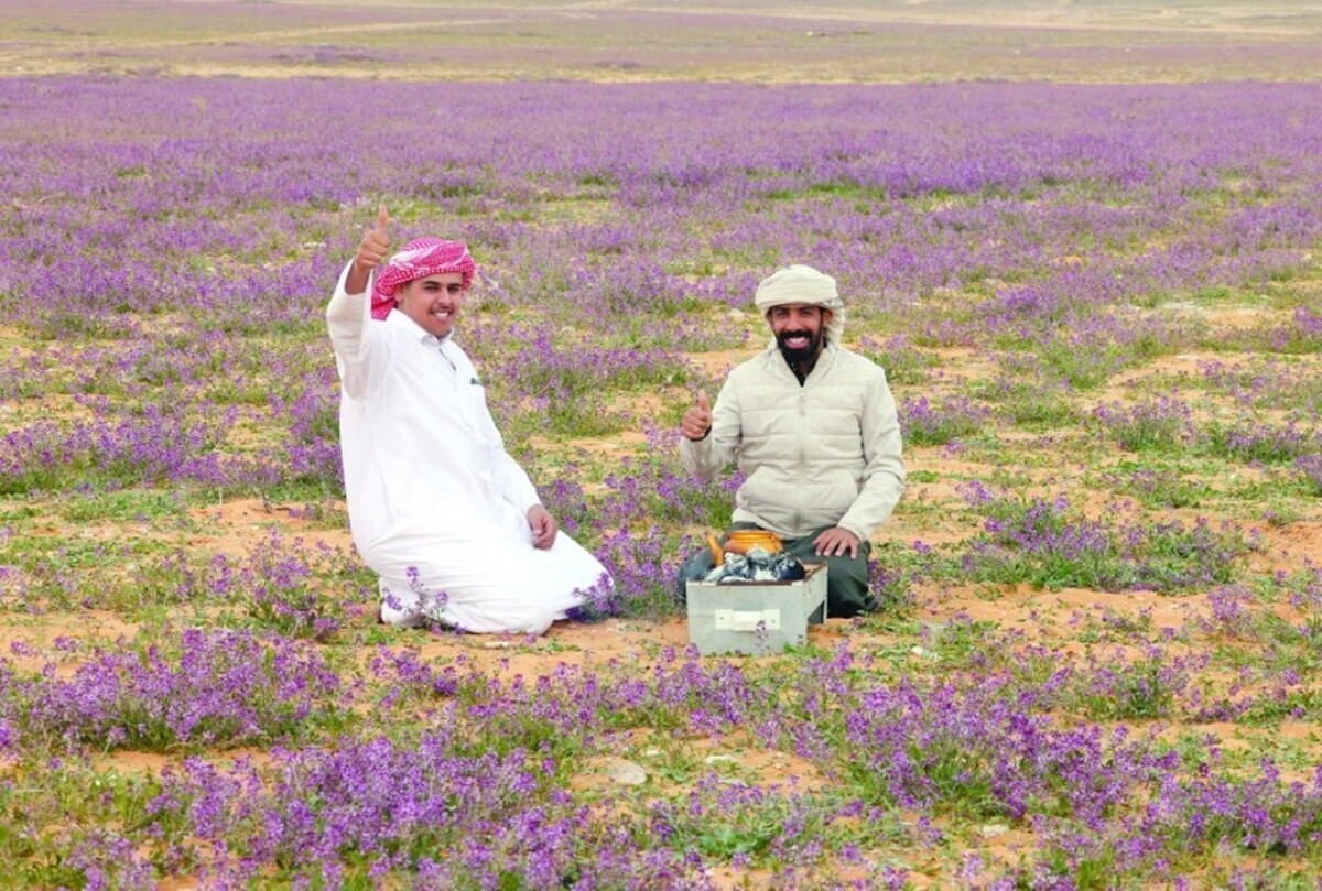 ببینید| هیچ کس فکر نمی‌کند این گل‌های‌وحشی در صحراهای عربستان بروید