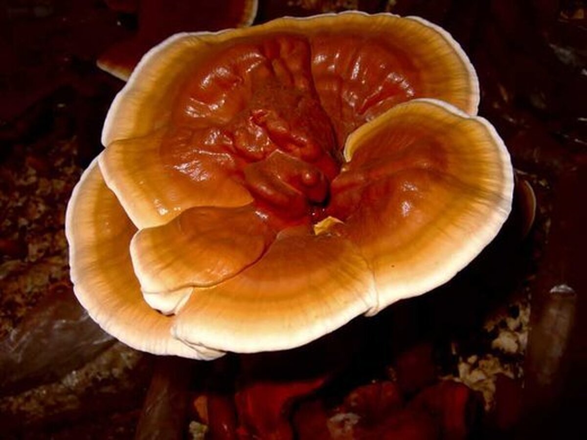 رازهای حیرت انگیز قارچ ها !