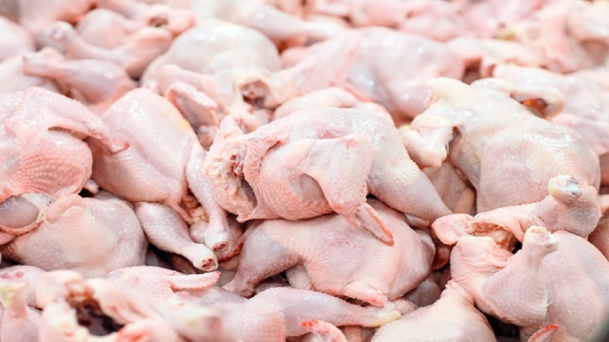 هشدار وزارت کشاورزی به مرغداران: اگر مرغ با قیمت مصوب توزیع نشو‌د قطعاً وارد می‌کنیم
