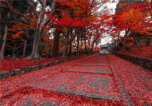 یکی از مسیرهای پاییزی در کیوتو، ژاپن
