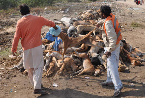 طرح کشتار سگ های ولگرد در کراچی پاکستان. سگ ها با سم مسموم شدند