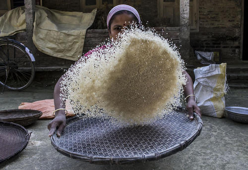 الک کردن برنج در آسام هند