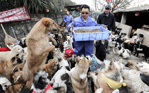 توزیع غذا در یک مرکز نگهداری از سگ ها در چین
