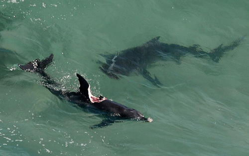 حمله یک کوسه به یک دلفین ( ساحل بوروود در نیوکاسل انگلیس)