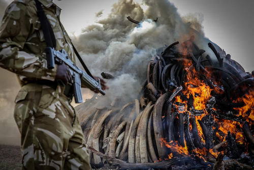آتش زدن 15 تن عاج فیل قاچاق کشف شده در کنیاپ