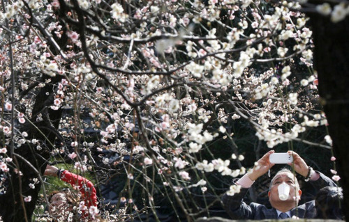  عکس انداختن یک مرد ژاپنی از باغ شکوفه های درخت آلو در جشنواره سالانه شکوفه درخت آلو (توکیو) 