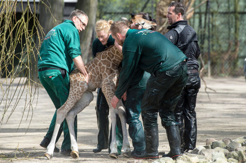 نجات  بچه زرافه از یک سانحه در باغ وحشی در آلمان