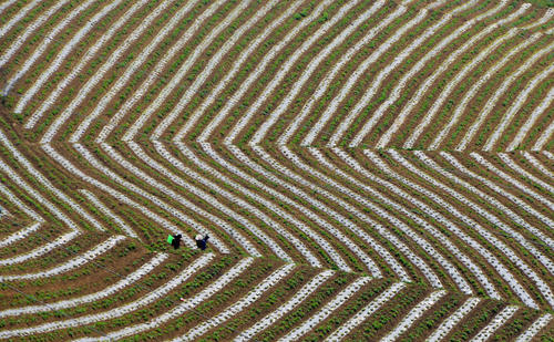 زمین های کشاورزی در سیچوان چین
