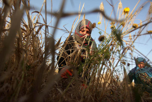 زنان کشاورز فلسطینی در خان یونس غزه در حال درو محصول گندم