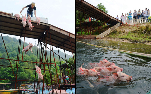 مرد چینی در حال پرتاب کردن خوک ها به داخل رود شیان در شهر چانگشا به منظور جلب توجه توریست ها