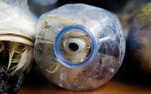 تلاش  برای قاچاق 24  پرنده نادر در داخل بطری آب با کشف پلیس اندونزی ناکام ماند