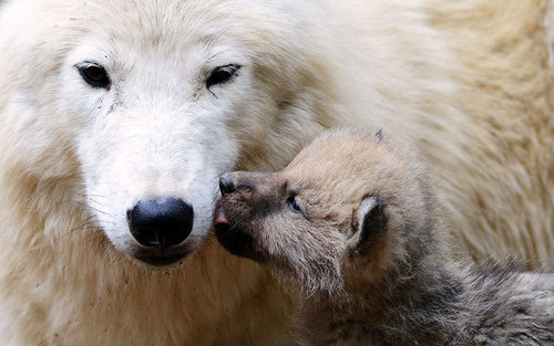 یک گرگ و توله گرگ در باغ وحشی در جمهوری چک