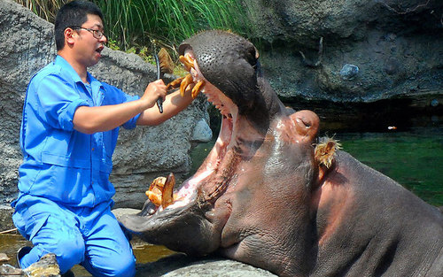 مسواک زدن دندان های اسب آبی باغ وحش اوزاکا ژاپن